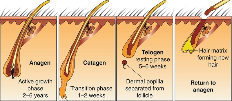 Hair Transplant & Restoration Faq 